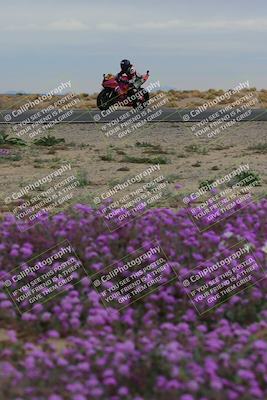 media/Jan-14-2023-SoCal Trackdays (Sat) [[497694156f]]/Turn 14 Exit Bloomig (145pm)/